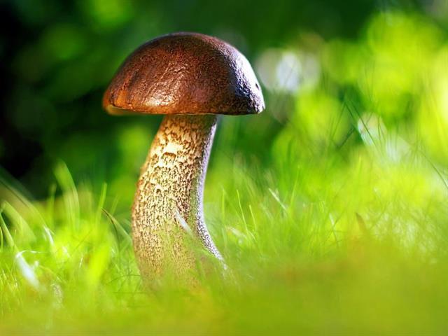 Foto per Autorizzazione per la raccolta dei funghi - Comune di Vipiteno
